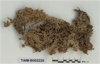 藏品(泥炭苔屬)的圖片